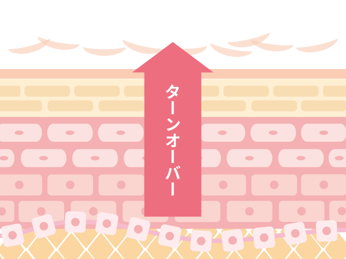 肌のターンオーバー