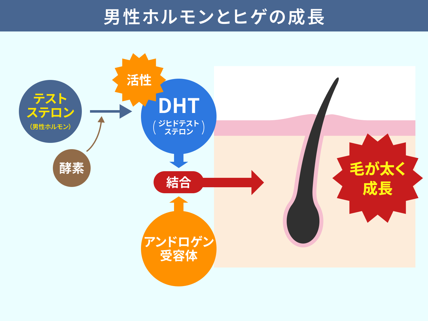男性ホルモンがヒゲを生やす仕組み