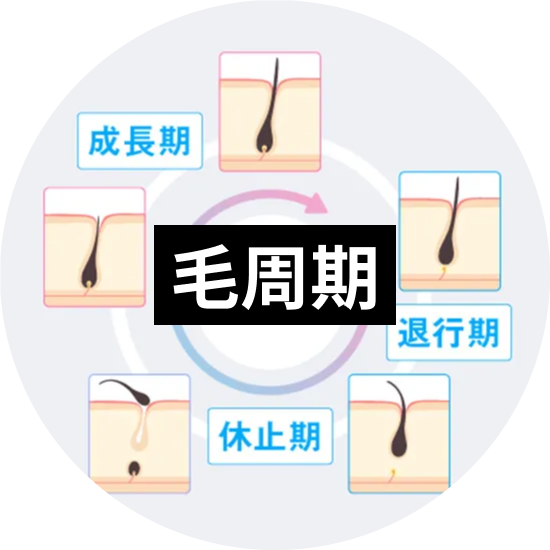 毛周期について